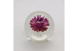 China Real Flower Paperweight Dia80mm With Hydrangea Inside supplier