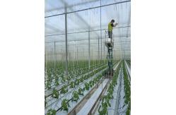 China 100% PP Virgin Material Tomato Tying Rope Agricultural String supplier