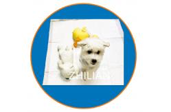 China 3 Phases Pet Pad Dog Cat Pad Making Machine 350 m/ Min supplier
