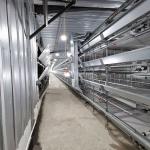 H Type Chicken Food Feeder 3-8tiers Automatic Feeding System For Chickens for sale