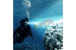 China Diving LED Headlamp Flashlight Work Under Water 150m Light Distance supplier