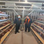 H Type Q235 Laying Egg Layer Chicken Cage 54-240 Birds Capacity for sale