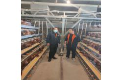 China Layer Poultry Battery Cage With Belt Or Scraper Manure Removal System supplier