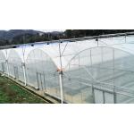Hanging System Tomato Plant Greenhouse Cover Material Plastic Film 0.12 / 0.15 / 0.20mm for sale