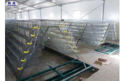 China 6 Floors Steel Quail Laying Cage / Automatic Wire Quail Laying Cages supplier