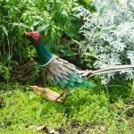 High Durability Outdoor Metal Garden Decorations in Various Colors for sale