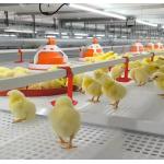 Steel Poultry Farm Automatic Feeding System For Broilers And Layers