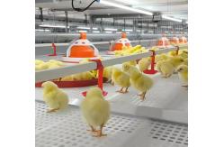 China Steel Poultry Farm Automatic Feeding System For Broilers And Layers supplier