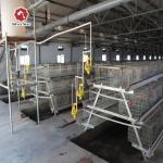 Galvanized Baby Chick Wire Bird Breeding Cages Automatic Farming for sale
