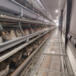 4 Tiers Battery Poultry Layer Chicken Cage Q235A H Frame Style Fully Auto for sale