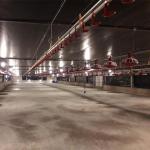 Automatic feeding pan line poultry feeders and drinkers chicken