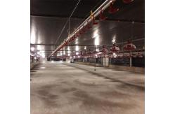 China Automatic feeding pan line poultry feeders and drinkers chicken supplier