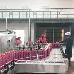 SUS304 Automatic Tomato Processing Line For Tomato Paste Making for sale