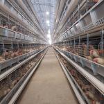 Uganda Poultry Layer Farm Chicken Cage Automatic Drinker H Type for sale