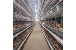 China Poultry Breeding Layer Chicken Cages Equipment Galvanized Steel Wire Automatic System supplier