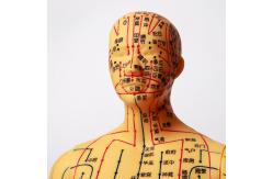 China Acupuncture Needles Practice Model For Safe And Precise Training supplier
