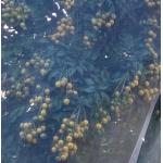 Agricultural Anti Bird Net Bird Proof Netting With UV Protection