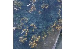 China Agricultural Anti Bird Net Bird Proof Netting With UV Protection supplier