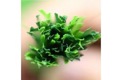 China Polypropylene PE Artificial Grass Yarn Synthetic For Landscape 5500 Dtex supplier