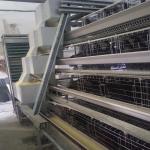 3-8 Tiers Hens Farm Automatic Poultry Feeding System And Drinker SONCAP for sale