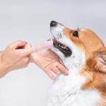 Bristle Silicone Dog Cleaning Tool Teeth Cleaning Dog Oral Care Finger Pet Toothbrush for sale