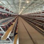 Automatic A-Type Layer Battery Cage System with Hot-Dip Galvanized Steel for 3 Tiers Poultry Farming for sale
