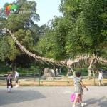 Sunproof Life Size Dinosaur Model Skeleton Mamenchisaurus Skeleton 15m for sale