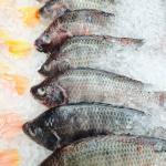 R404a Refrigerant Seafood Cold Room With Digital Control System Walk In Cooler Walk In Freezer Room for sale