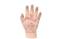 China 13cm Hand Acupuncture Point Model Chinese Acupuncture Teaching Model PVC supplier