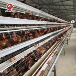 650x625x500mm Hens H Type Layer Chicken Cage Battery System ISO9001 for sale