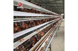 China Layer Poultry Battery Cage With Belt Or Scraper Manure Removal System supplier