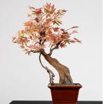 Red Chinese Style Artificial Potted Floor Plants Hotel Desk Decor Maple for sale