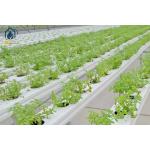 Square PVC NFT Hydroponic Channel For Easy Cleaning And Faster Growth