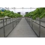 Agricultural Vertical NFT Hydroponic Lettuce Growing Systems Equipment In Greenhouse