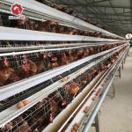 3-4 Tiers Battery Layer Chicken Cage For Laying Hens Farm ISO9001 Listed for sale