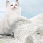Biodegradable Tofu Cat Litter Bulk Eco Friendly Clumping Effect Cassava