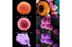 China 8x-800000x Emission Scanning Electron Microscope Schottky Gun A63.7080 Std Feg Sem supplier