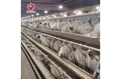 China 2000 Birds A Frame Layer Cages Layer Poultry Equipment SGS Approved supplier
