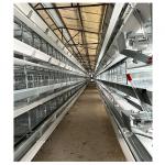 H Type Battery Poultry Chicken Cage Automatic Layer And Broiler 3 Tiers 4 Tiers for sale