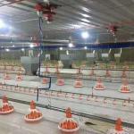 Poultry automatic drinking integral hanging cup