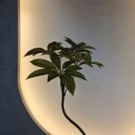 Transform Your Business with 110cm Artificial schefflera tree from Top Suppliers