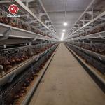 One Day Old Chicken Cage Poultry 204 birds h type broiler cage for sale
