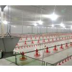 Steel Poultry Farm Automatic Feeding System For Broilers And Layers for sale
