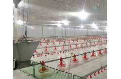 China Steel Poultry Farm Automatic Feeding System For Broilers And Layers supplier