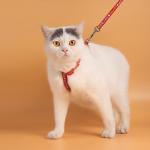 Adjustable Anti Break Off Cat Traction Rope S M L XL for sale