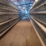 120 Birds Battery Chicken Cage Nigeria Poultry Farm Galvanized Q235 3 Layers for sale