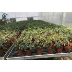 Greenhouse PP Sheet Hydroponic Flood Tray Nursery Rolling Bench Trays for sale