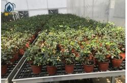 China Greenhouse PP Sheet Hydroponic Flood Tray Nursery Rolling Bench Trays supplier