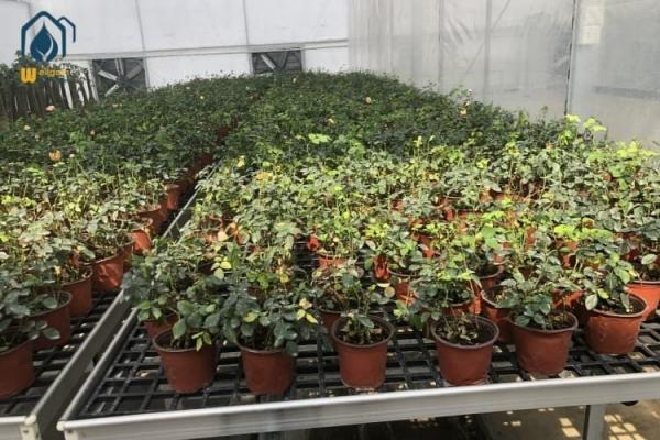 Greenhouse PP Sheet Hydroponic Flood Tray Nursery Rolling Bench Trays