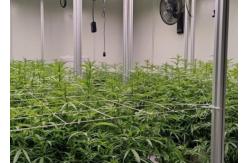 China Custom Aeroponics Hydroponics System / Substrate System Intelligent Planting supplier